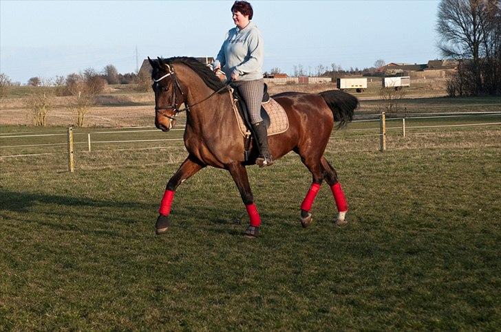 Anden særlig race Serrano billede 13