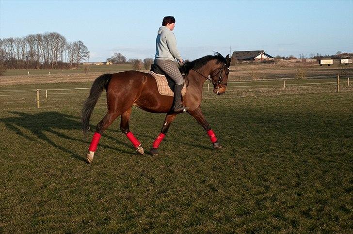 Anden særlig race Serrano billede 14
