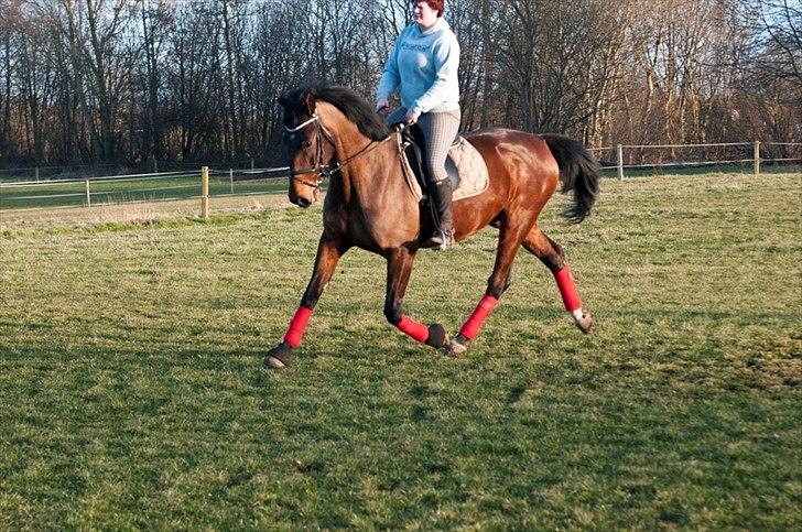 Anden særlig race Serrano billede 15