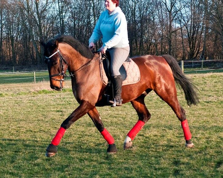 Anden særlig race Serrano billede 16