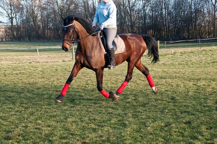 Anden særlig race Serrano billede 17