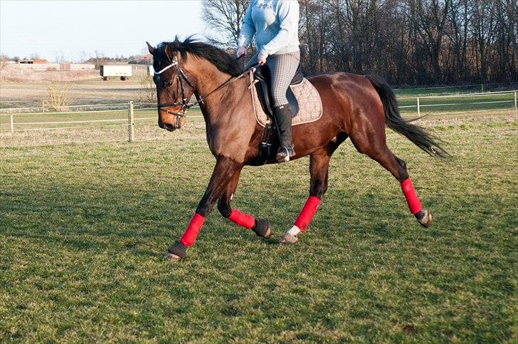 Anden særlig race Serrano billede 18