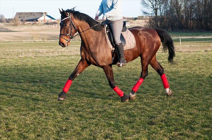 Anden særlig race Serrano billede 19