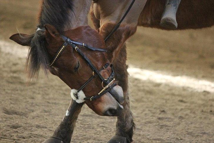 Anden særlig race Amazing Star - My Star <3 billede 13