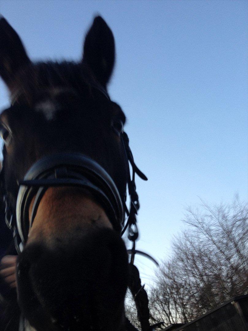 Hollandsk Sportspony Flipper<3 energibumben<3 billede 2