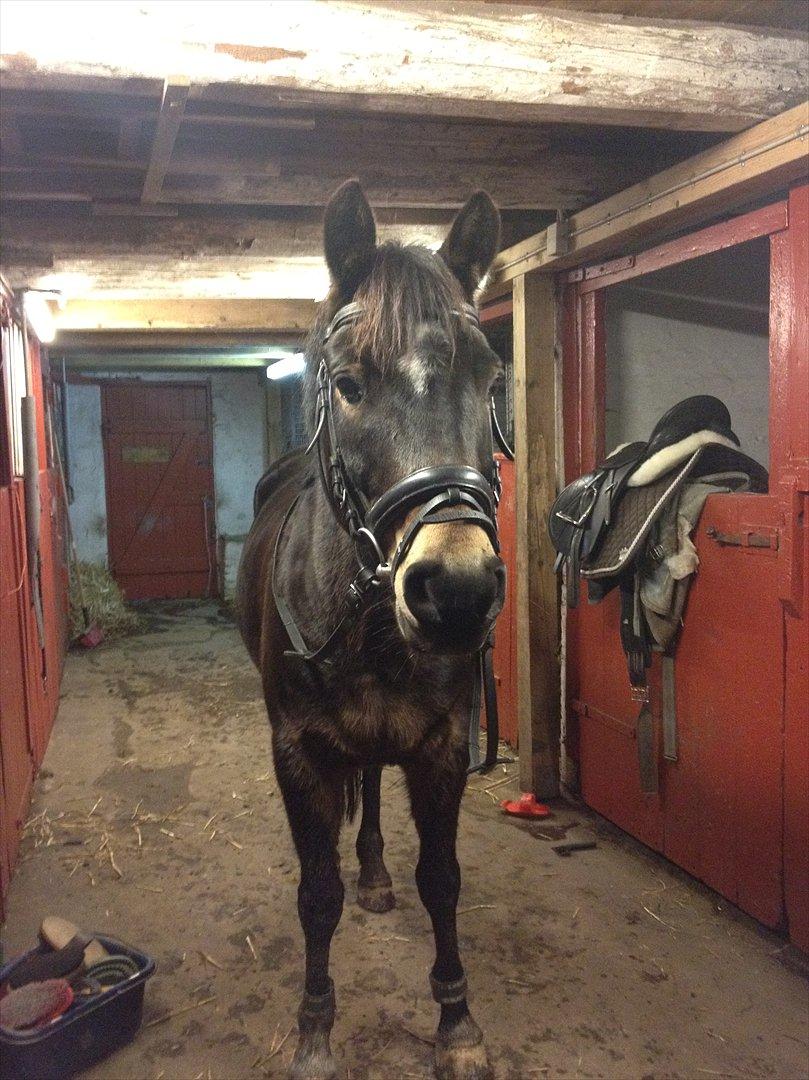 Hollandsk Sportspony Flipper<3 energibumben<3 billede 3