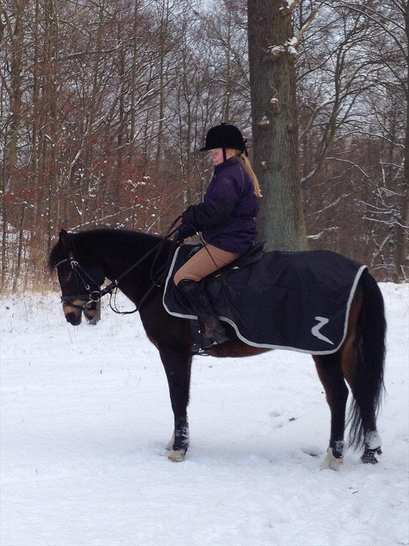 Hollandsk Sportspony Flipper<3 energibumben<3 billede 6