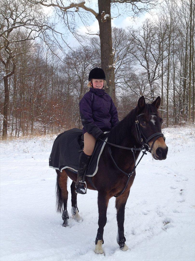 Hollandsk Sportspony Flipper<3 energibumben<3 billede 7