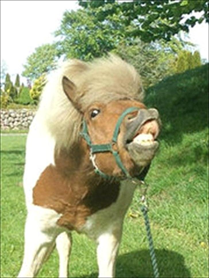 Islænder Blöndur fra Eyefjörd billede 1