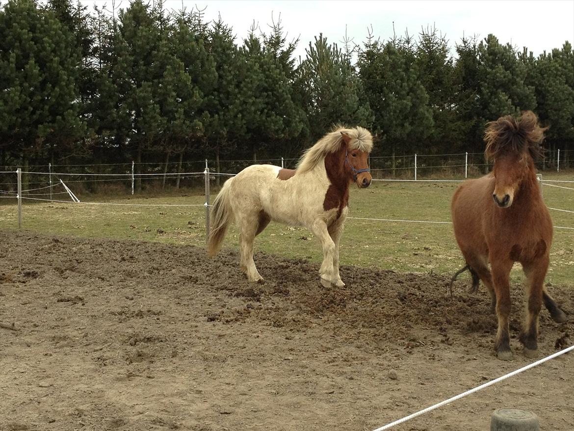 Islænder Blöndur fra Eyefjörd billede 2