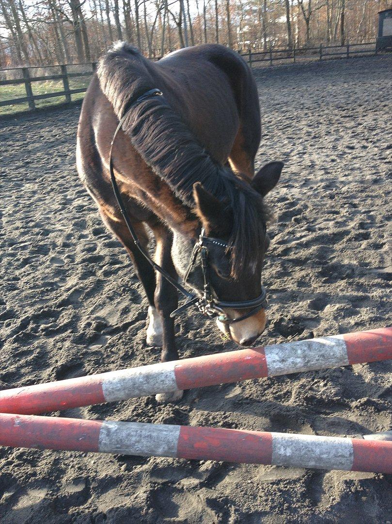 Hollandsk Sportspony Flipper<3 energibumben<3 - Jeg lader dig aldrig stå alene på den ene side<3 forlader dig aldrig alene på den anden side<3 billede 8