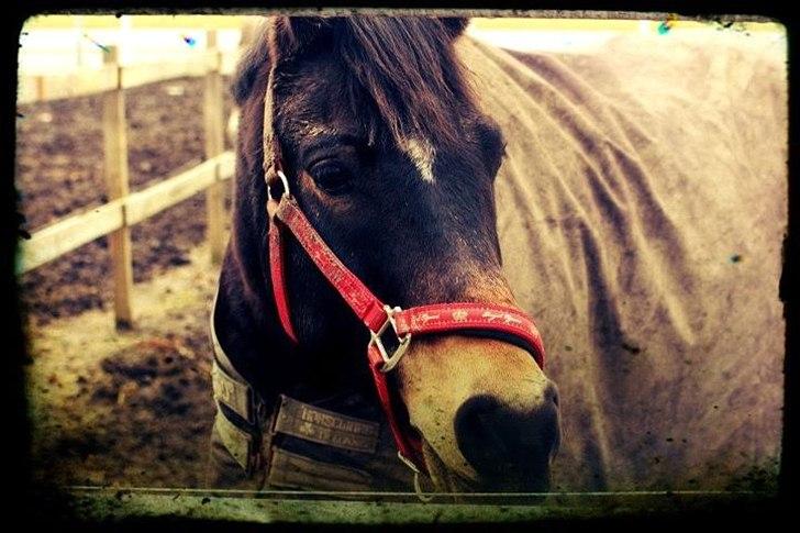 Hollandsk Sportspony Flipper<3 energibumben<3 - jeg er blændet i din skønhed<3 billede 10