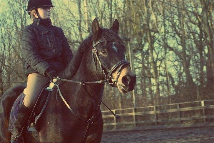 Hollandsk Sportspony Flipper<3 energibumben<3 - jeg klar til at gå igemmen ild og vand for dig<3 billede 9