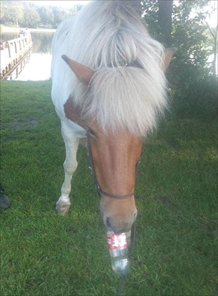 Islænder Blöndur fra Eyefjörd billede 3