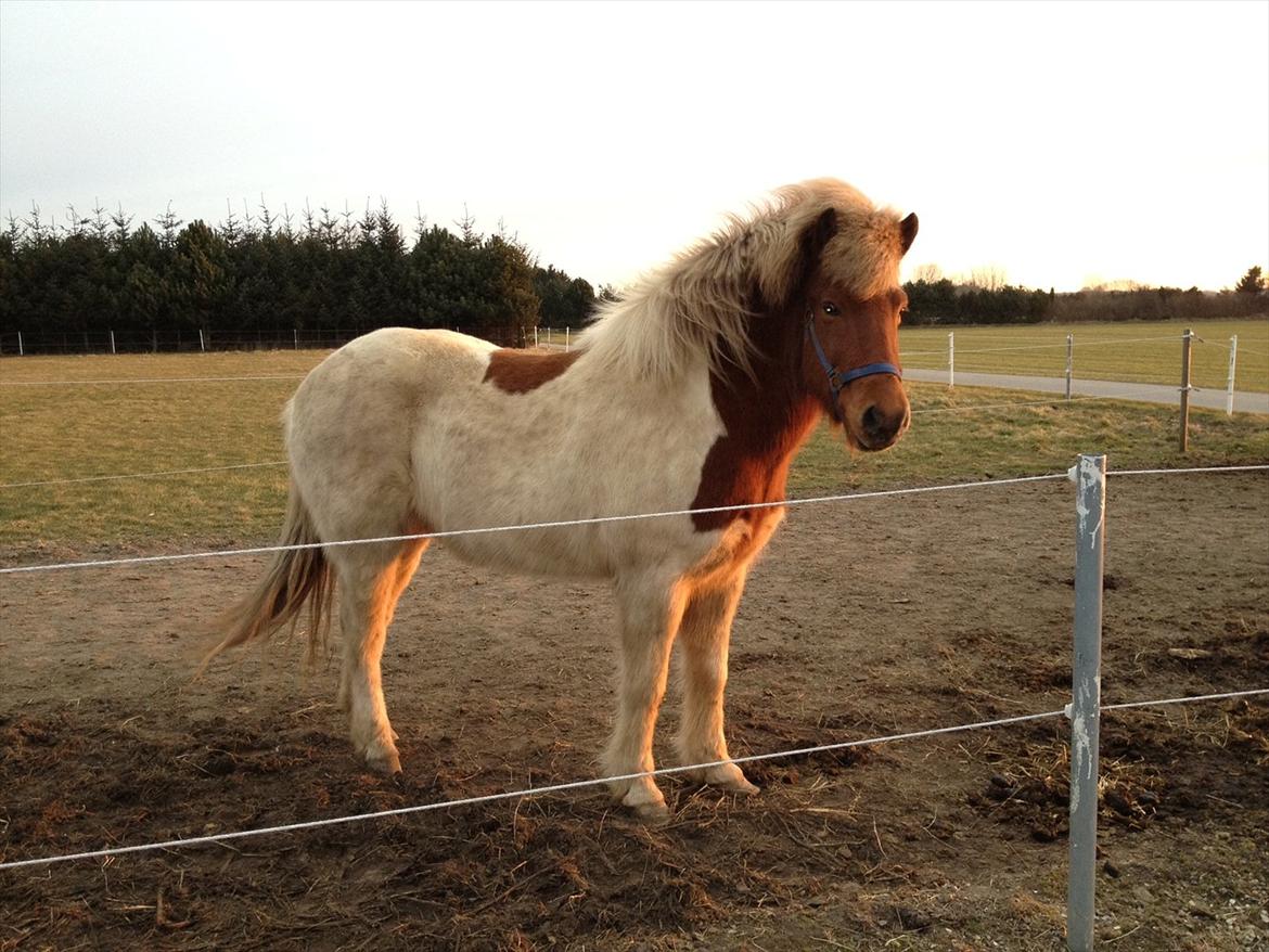 Islænder Blöndur fra Eyefjörd billede 4