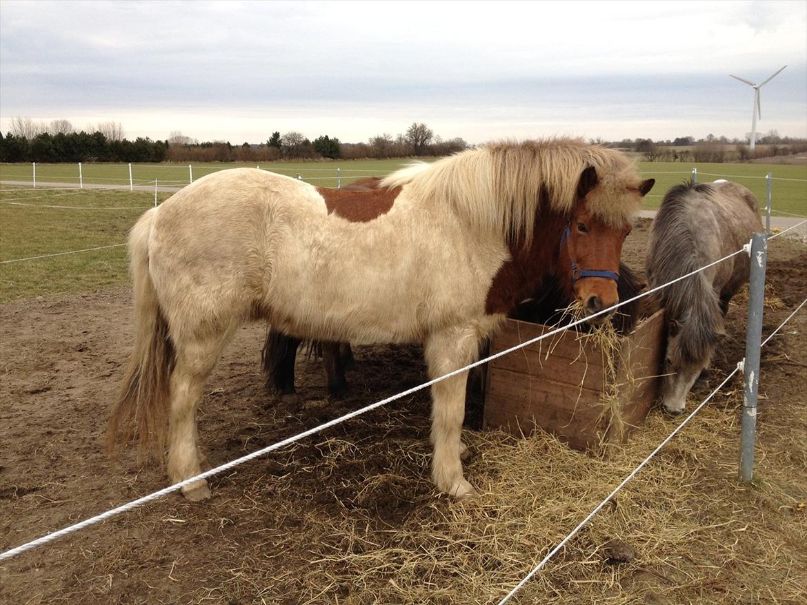 Islænder Blöndur fra Eyefjörd billede 5