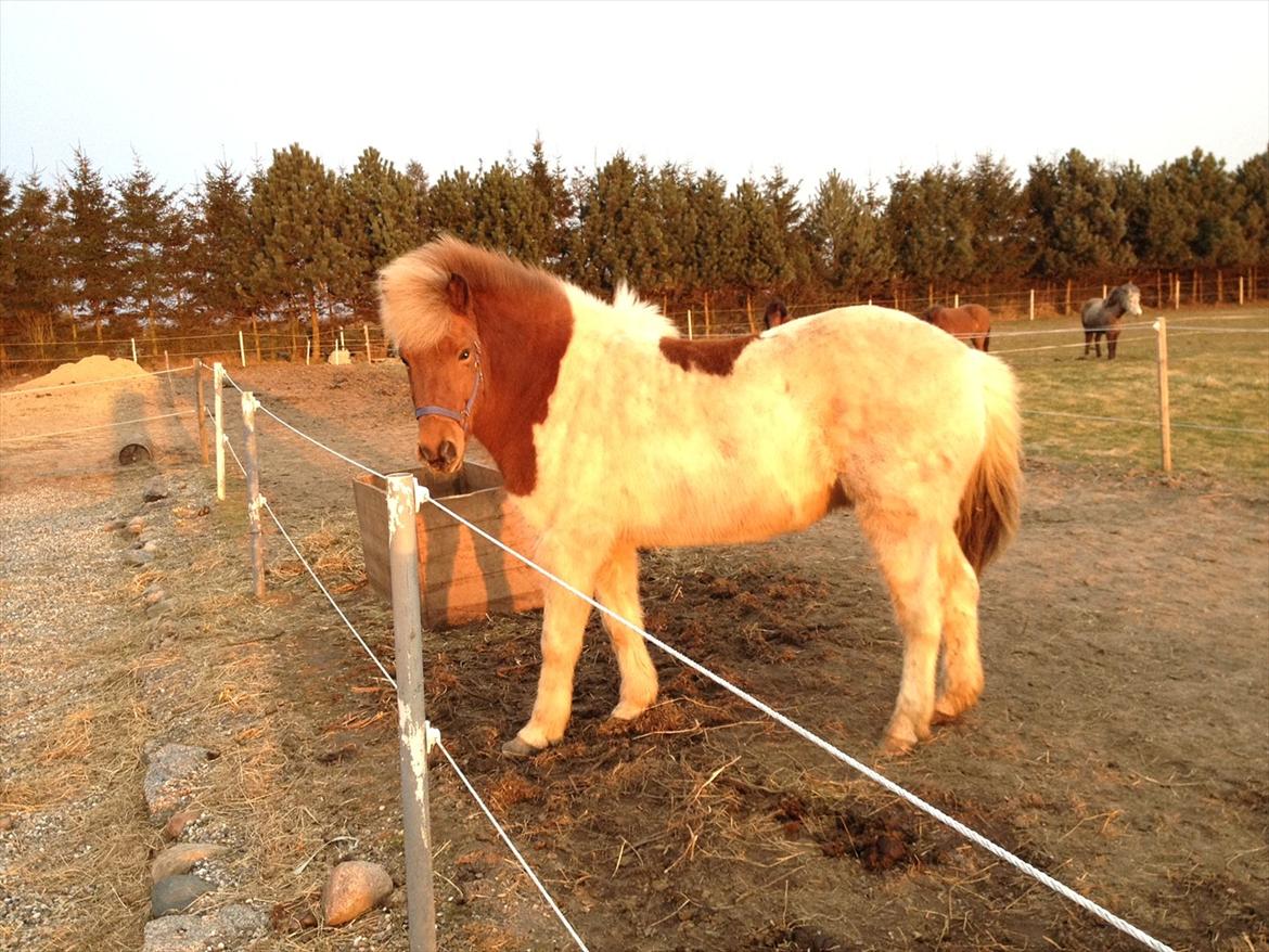 Islænder Blöndur fra Eyefjörd billede 6