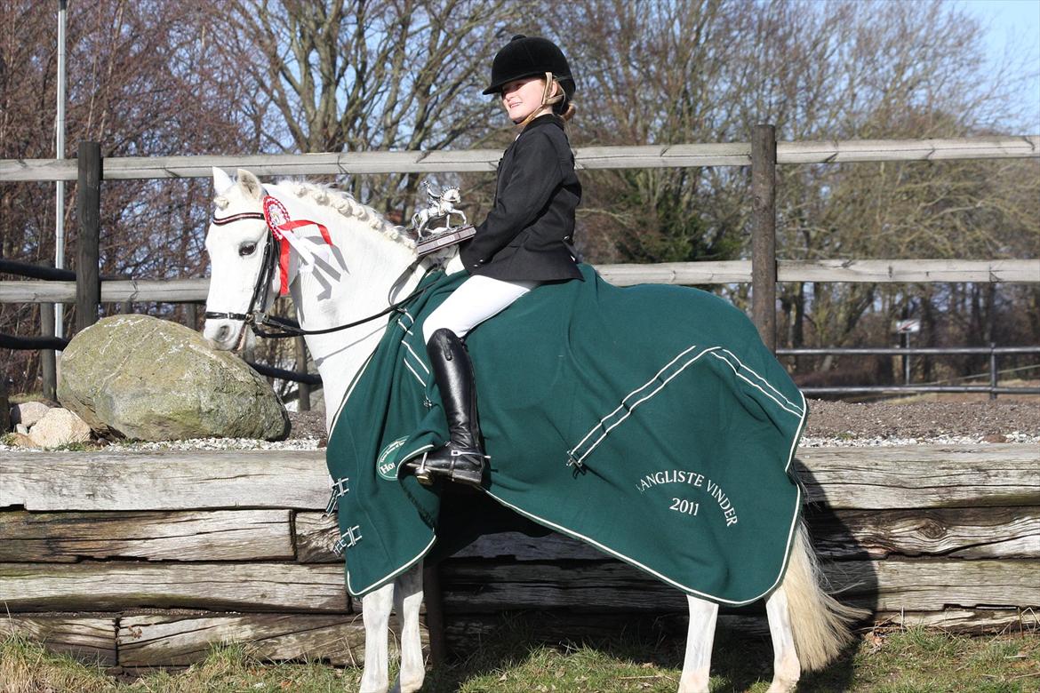 Welsh Pony (sec B) Møllegaards Showman A-Pony " Solgt" - Ranglistevinder i FRK i Dressur :-)) billede 5