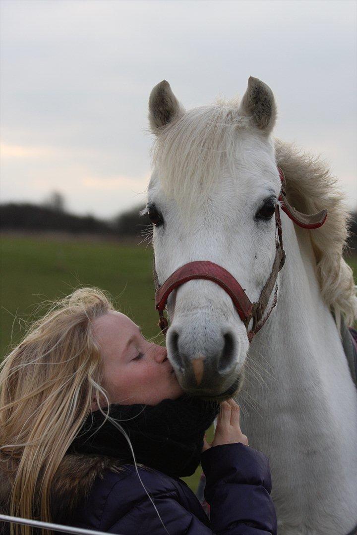 Welsh Pony (sec B) Møllegaards Showman A-Pony " Solgt" - Snøws og Sara - bedste venner billede 7