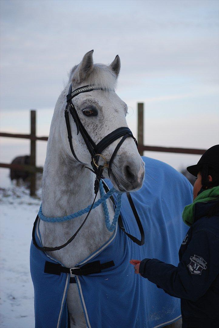 Connemara Maskenkol's Calimero *Tidl. Part* - Velkommen til Calimero's profil:-)  Her i sne'en sammen med Anna(ejer):-)
Foto: Mig billede 2