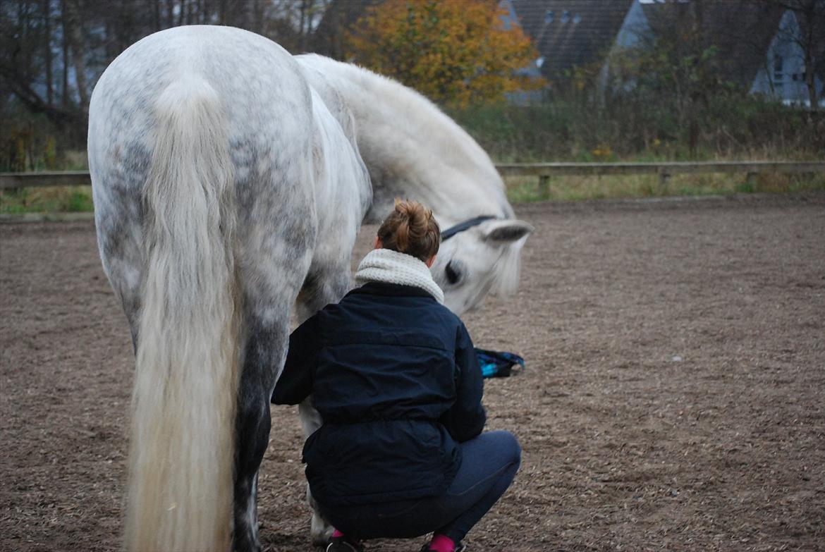Connemara Maskenkol's Calimero *Tidl. Part* - Mig og Cali:-P billede 4