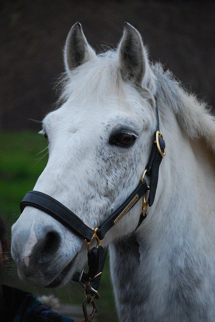 Connemara Maskenkol's Calimero *Tidl. Part* - Hvad kan du se?:-P
Foto: Mig billede 7