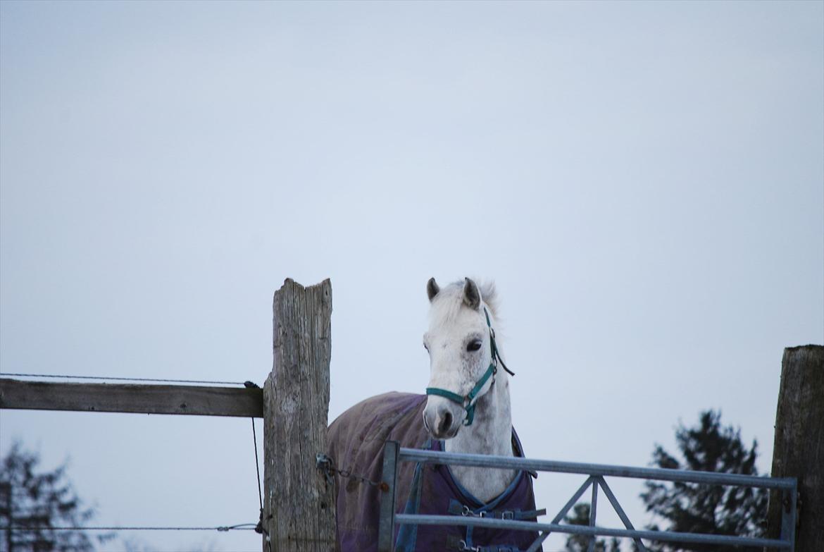 Connemara Maskenkol's Calimero *Tidl. Part* - På vej op til folden for, at hente ham:-)
Foto: Mig billede 10