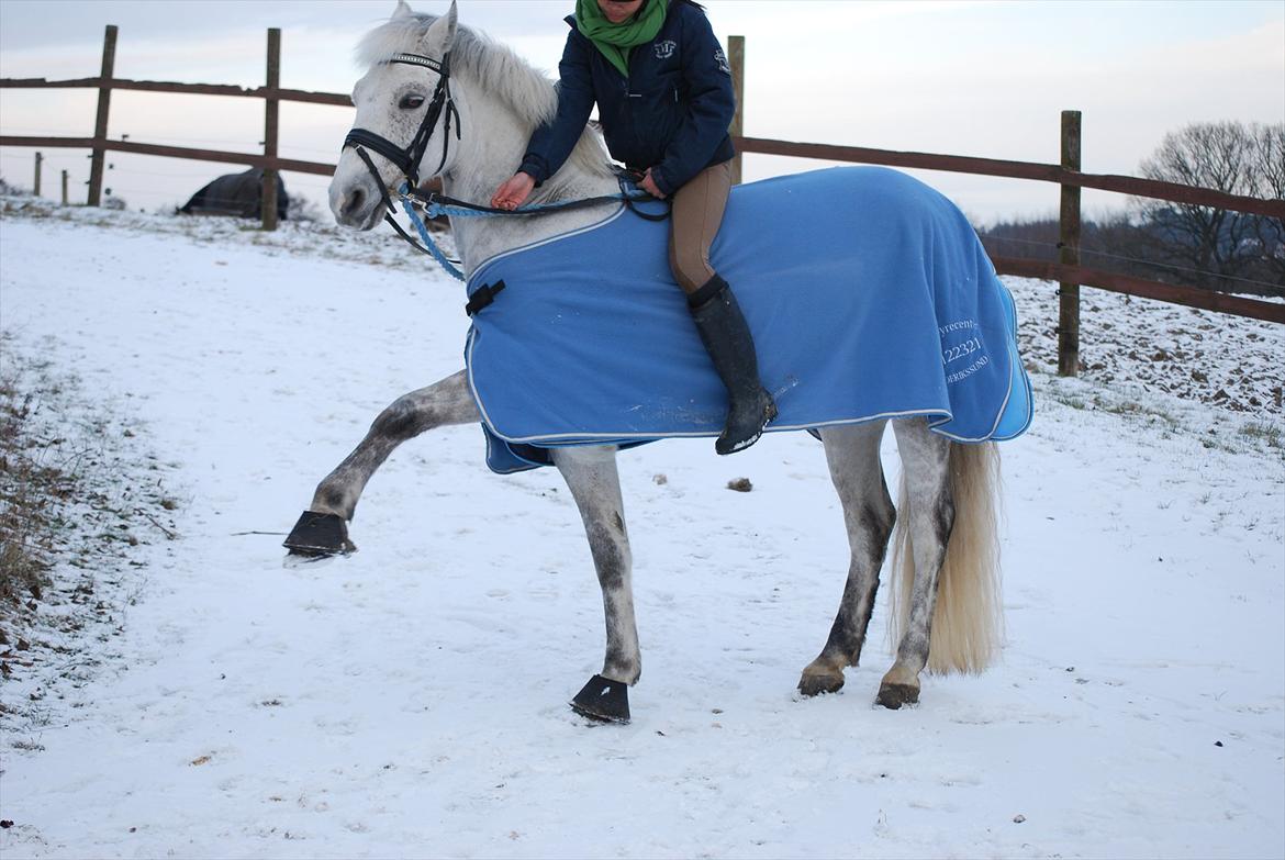 Connemara Maskenkol's Calimero *Tidl. Part* - Tricks med Anna:-)
Foto: Mig billede 12