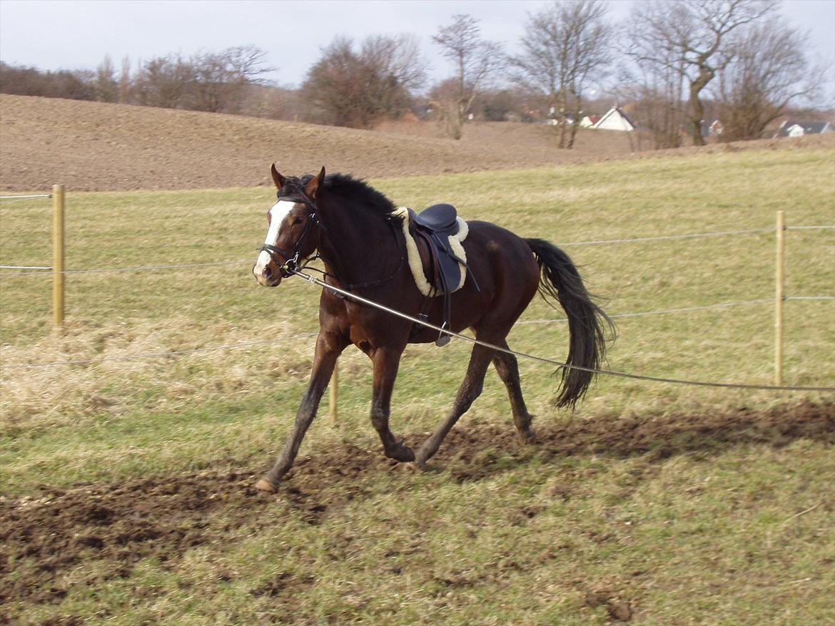 Anden særlig race Cosmo - Lidt longearbejde februar 2012 billede 6