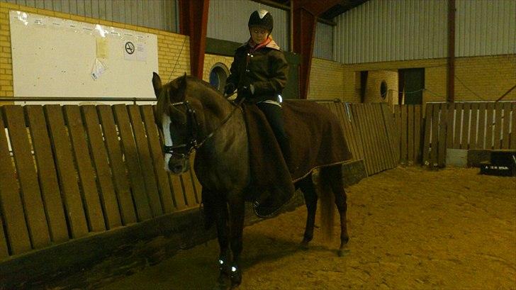 Welsh Pony af Cob-type (sec C) Rosalie - R.I.P - dig og mig for altid:-*  billede 1