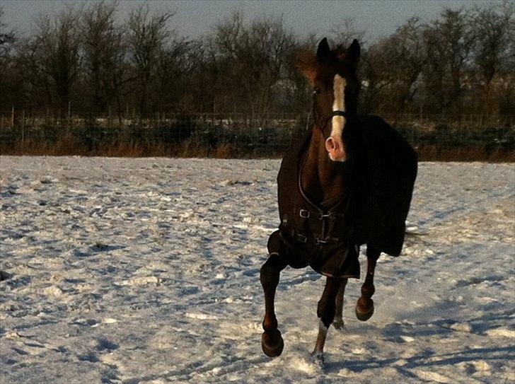 Welsh Pony af Cob-type (sec C) Rosalie - R.I.P - første tur i sne:-P billede 5