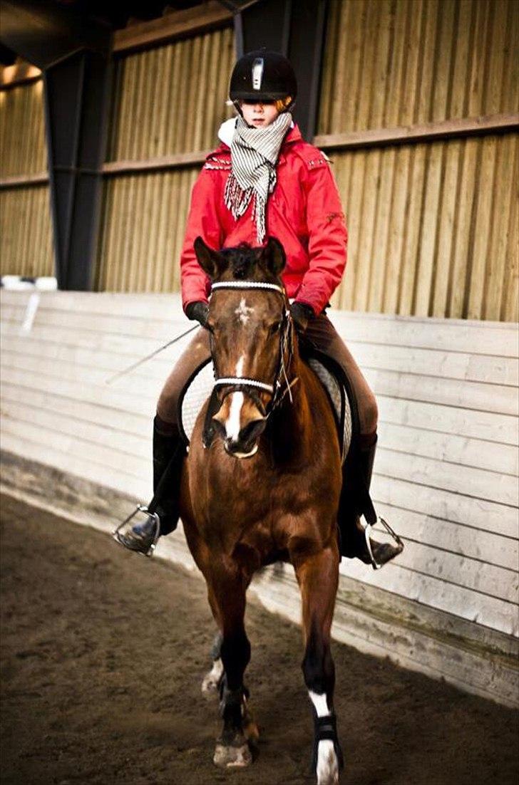 Hollandsk Sportspony Phebie billede 7