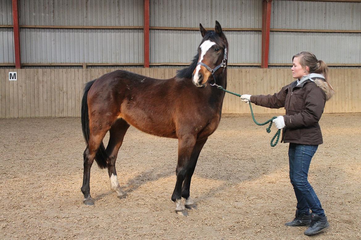 DSP Pour Prestige - Prestige 2½ år :) billede 8