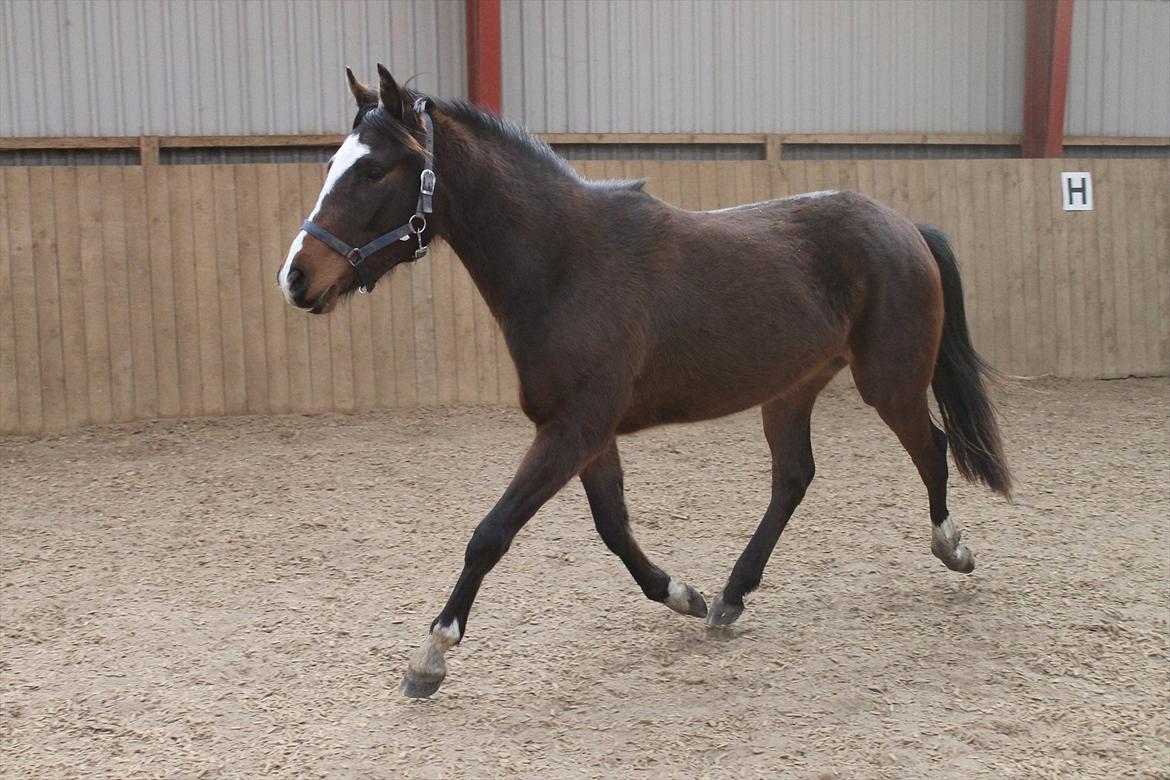 DSP Pour Prestige billede 16