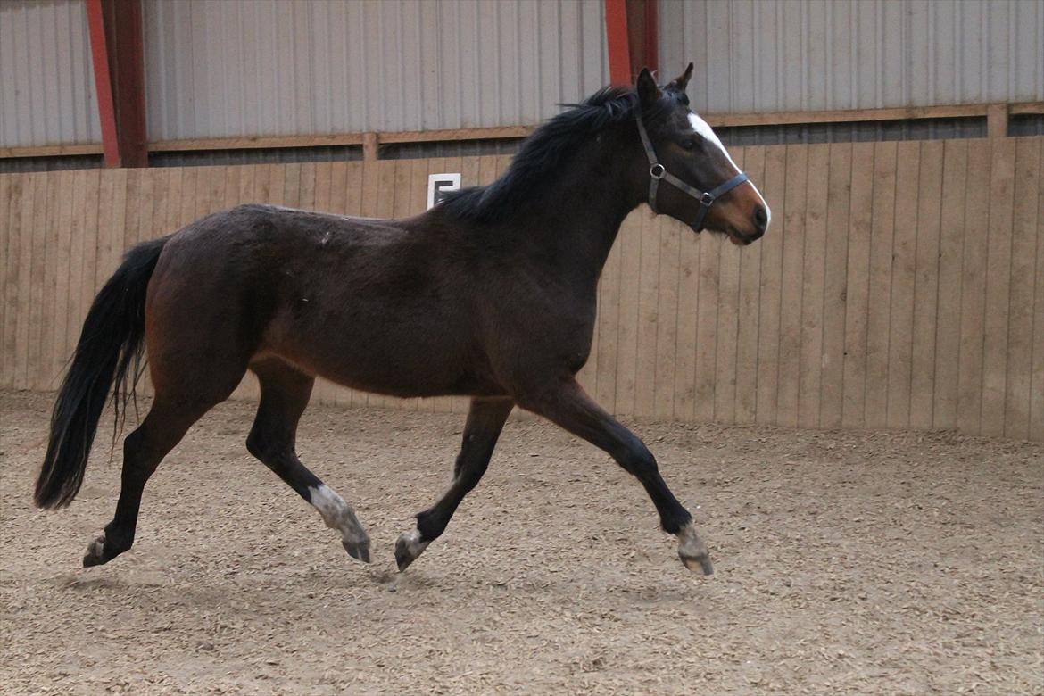 DSP Pour Prestige billede 17