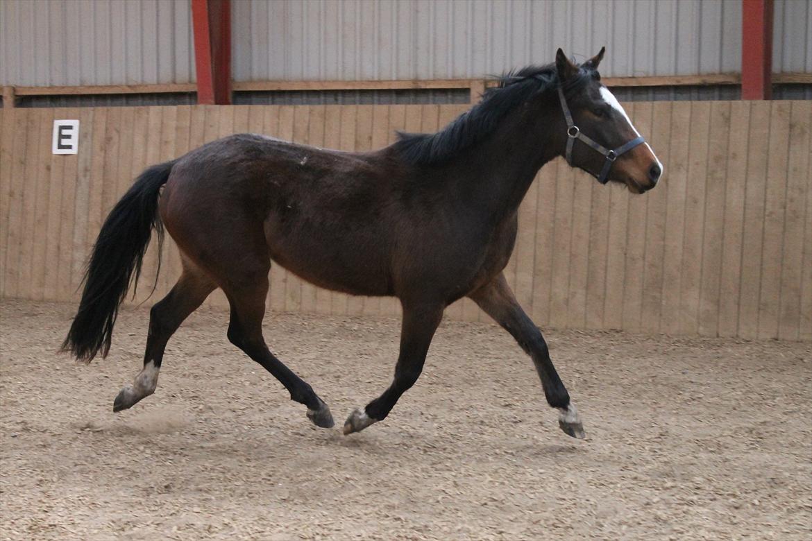 DSP Pour Prestige billede 18