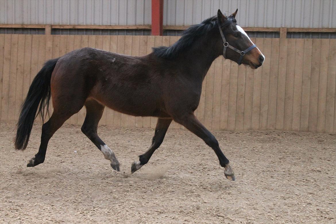 DSP Pour Prestige billede 19