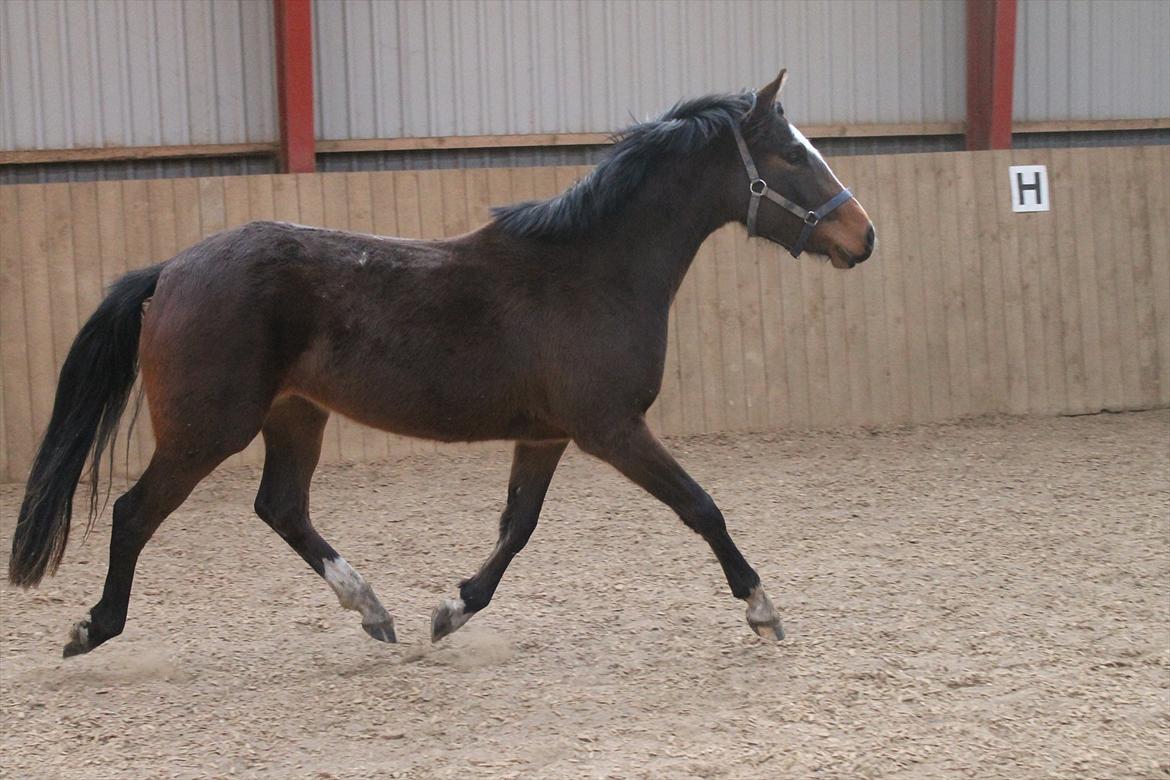 DSP Pour Prestige billede 20