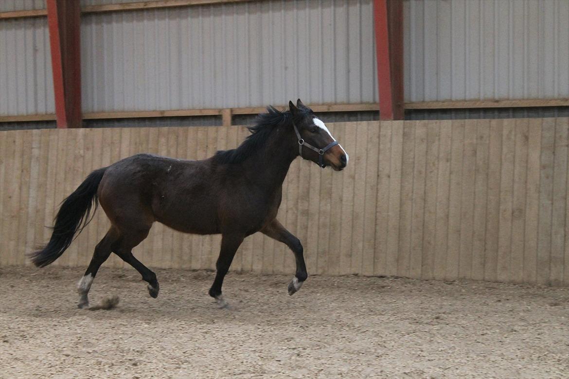 DSP Pour Prestige billede 21