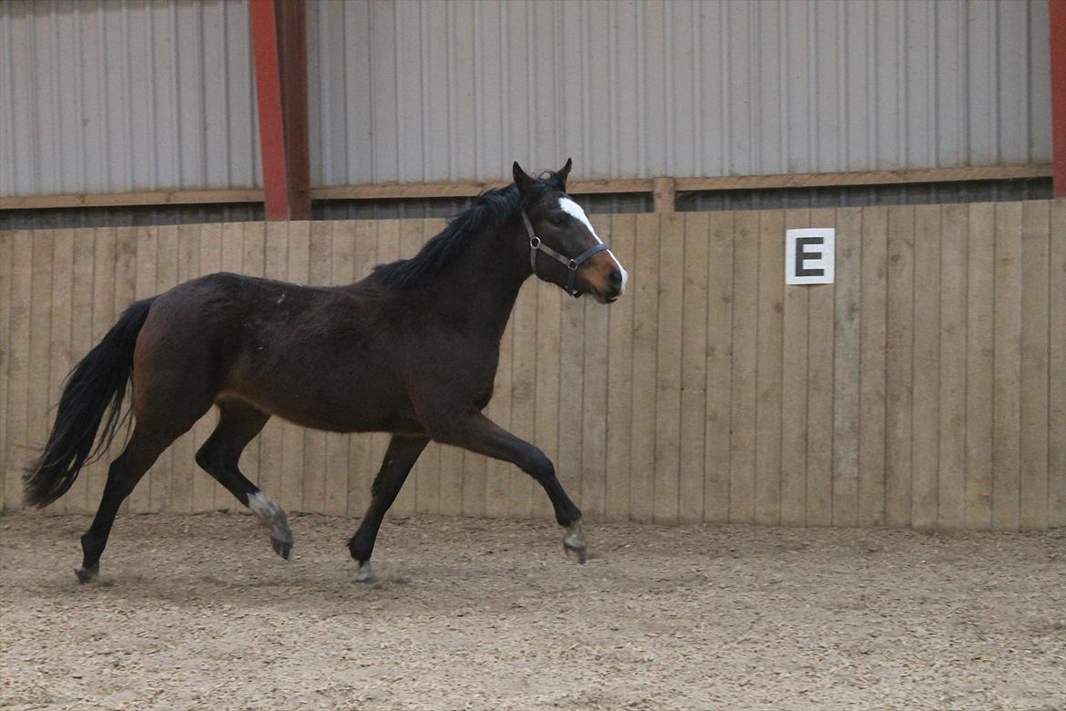 DSP Pour Prestige billede 22