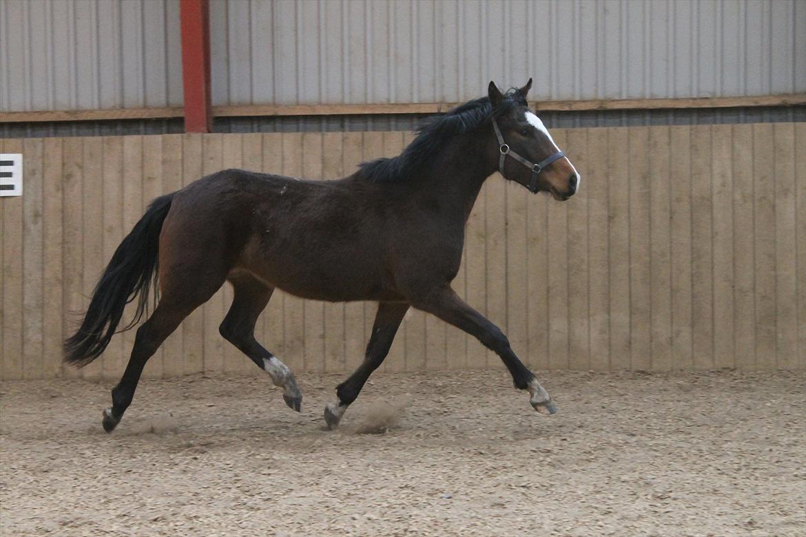 DSP Pour Prestige billede 23