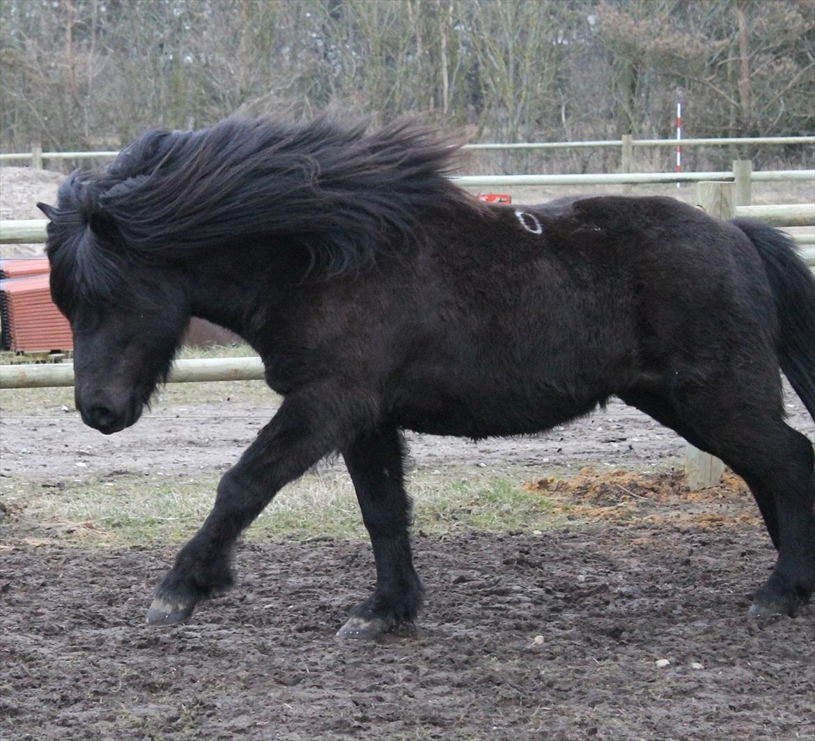Islænder Kórall fra Dalsmynni - fjollehovedet første dag på marken billede 5
