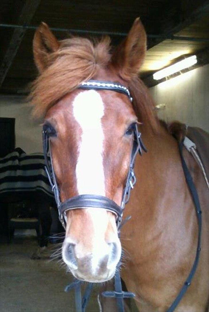 New Forest Athene Hippios - Dagen efter jeg fik hende, på vej på tur :-) billede 8