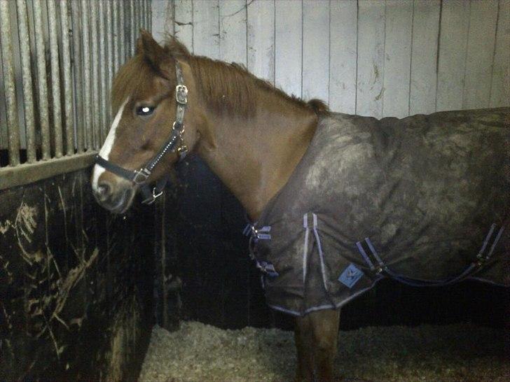 New Forest Athene Hippios - Hun holder øje med sin side kammerat i stalden :D  billede 9