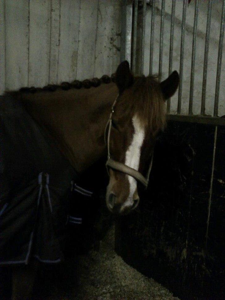 New Forest Athene Hippios - Thene musen klar til stævne på Slangerup <3 billede 10