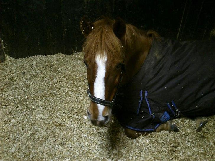 New Forest Athene Hippios - Meget træt pony! Hvor er hun sød. billede 14