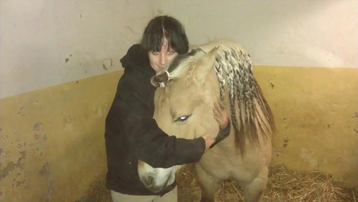 Fjordhest Zacco - (Holger af okslundgård)R.I.P billede 20