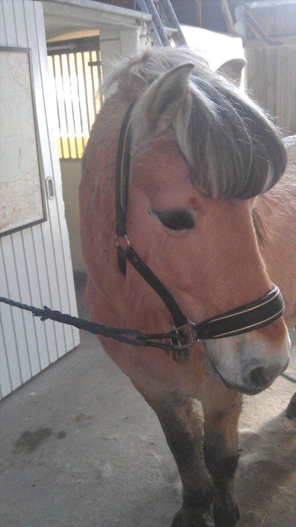 Fjordhest Zacco - (Holger af okslundgård)R.I.P billede 10