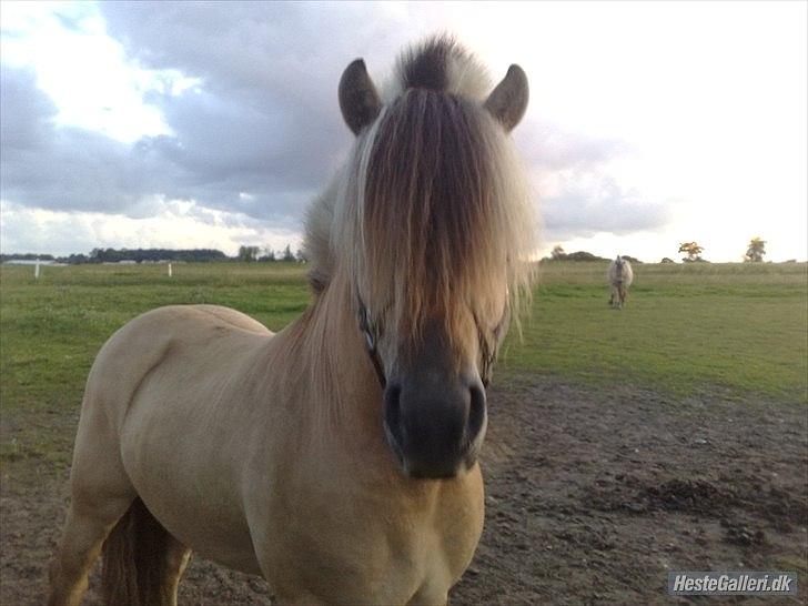 Fjordhest Zacco - (Holger af okslundgård)R.I.P billede 11