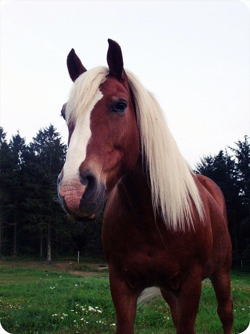 Tyroler Haflinger † <3Partner<3 Den SMUKKESTE stjerne på himlen<'3† - "A true friend is someone who says nice things about you behind your back."<3 you're my all Partner <3 billede 2